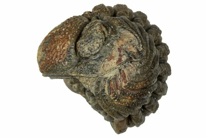 Wide, Enrolled Morocops Trilobite - Morocco #347225